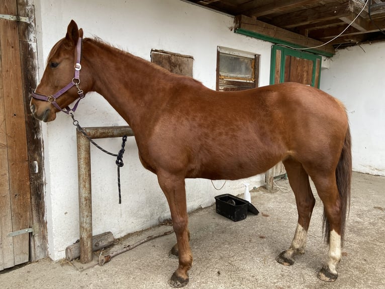 Más caballos centroeuropeos Mestizo Yegua 9 años Alazán in Pacher