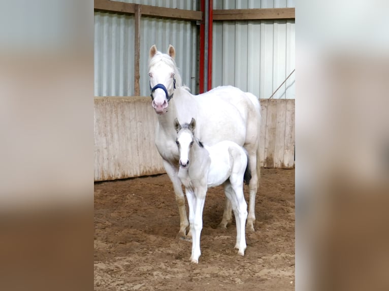 Más caballos centroeuropeos Yegua Potro (03/2026) 165 cm Pío in Borgentreich