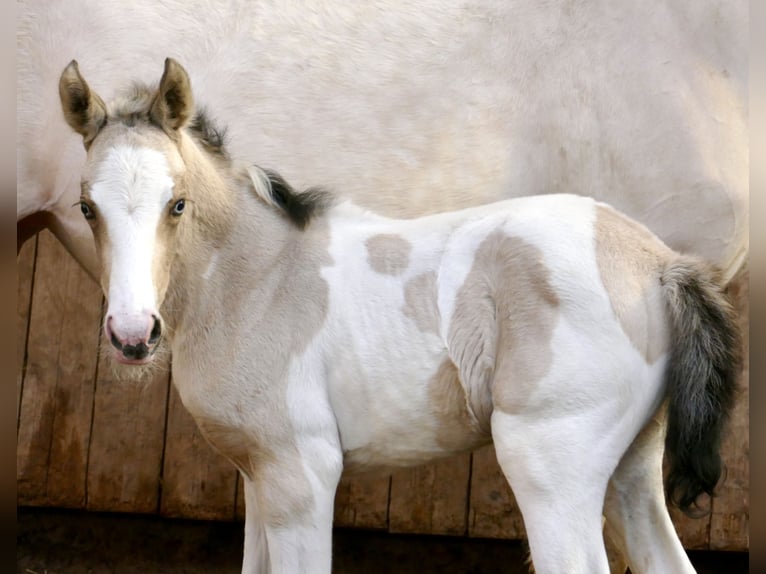 Más caballos centroeuropeos Yegua Potro (03/2026) 165 cm Pío in Borgentreich