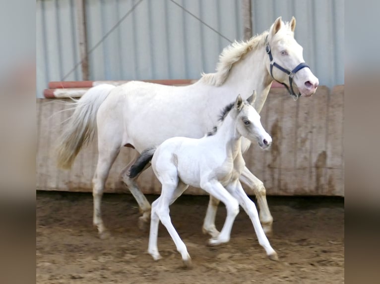 Más caballos centroeuropeos Yegua Potro (03/2026) 165 cm Pío in Borgentreich