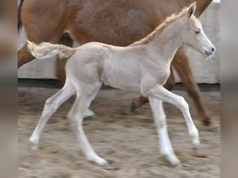 Más caballos centroeuropeos Yegua Potro (02/2026) 167 cm Palomino in Borgentreich