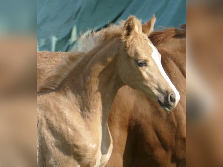 Más caballos centroeuropeos Yegua Potro (02/2026) 167 cm Palomino in Borgentreich
