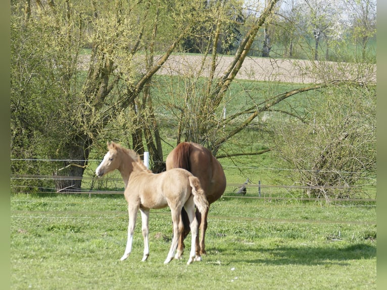 Más caballos centroeuropeos Yegua Potro (02/2026) 167 cm Palomino in Borgentreich
