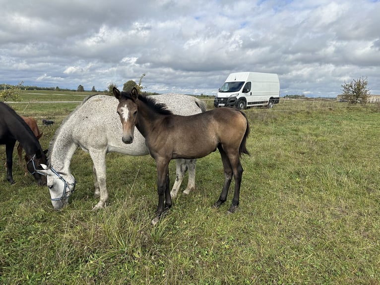 Más caballos centroeuropeos Yegua Potro (04/2024) 167 cm Tordo in Vilnius