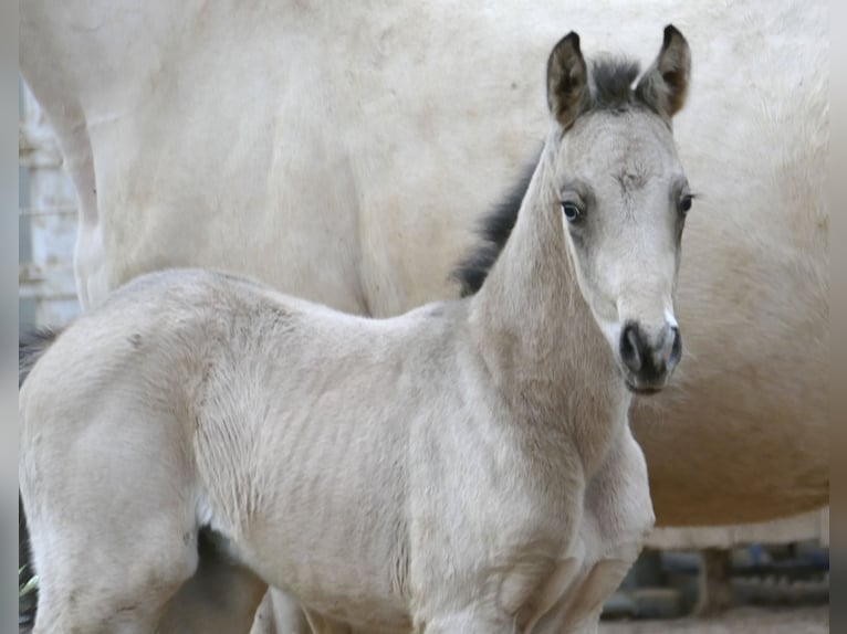 Más caballos centroeuropeos Yegua Potro (04/2026) 168 cm Buckskin/Bayo in Borgentreich