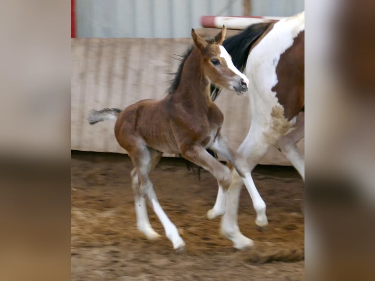 Más caballos centroeuropeos Yegua Potro (03/2026) 168 cm Castaño in Borgentreich