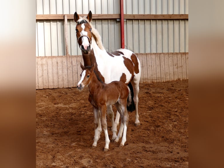 Más caballos centroeuropeos Yegua Potro (03/2026) 168 cm Castaño in Borgentreich
