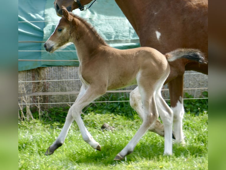 Más caballos centroeuropeos Yegua Potro (04/2026) 168 cm Castaño in Borgentreich