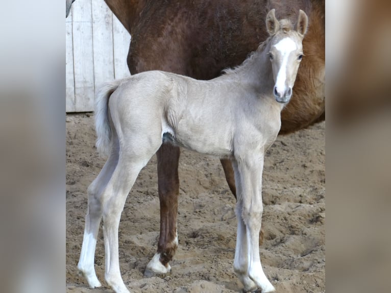 Más caballos centroeuropeos Yegua  168 cm Palomino in Borgentreich