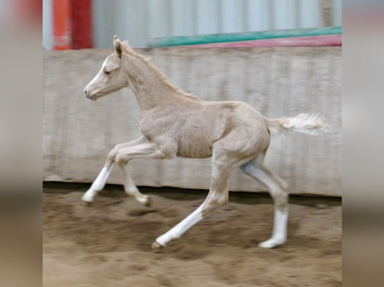 Más caballos centroeuropeos Yegua  168 cm Palomino in Borgentreich