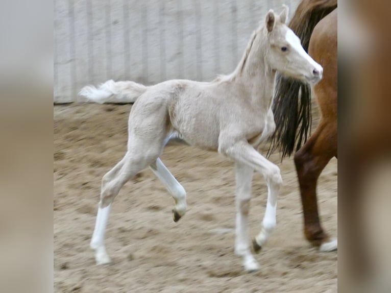 Más caballos centroeuropeos Yegua  168 cm Palomino in Borgentreich