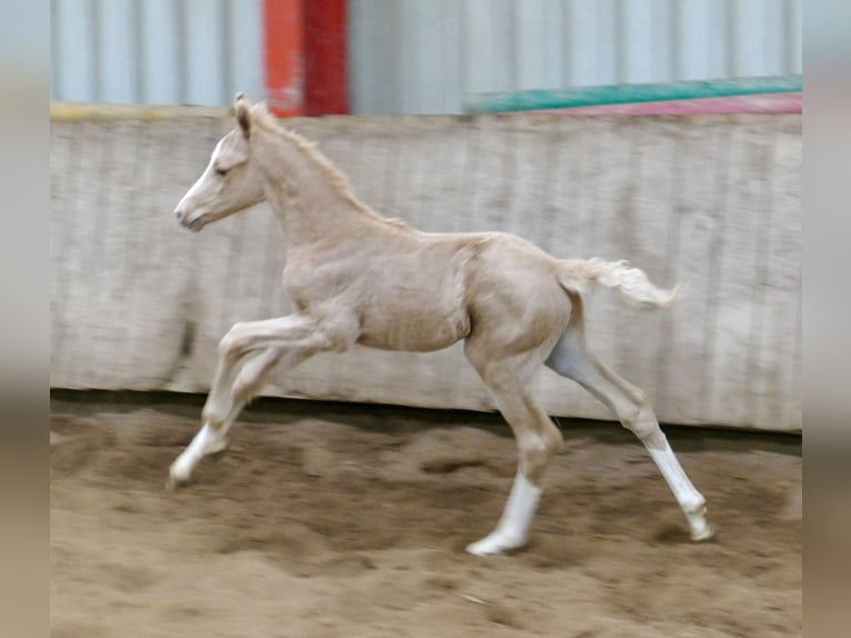 Más caballos centroeuropeos Yegua  168 cm Palomino in Borgentreich