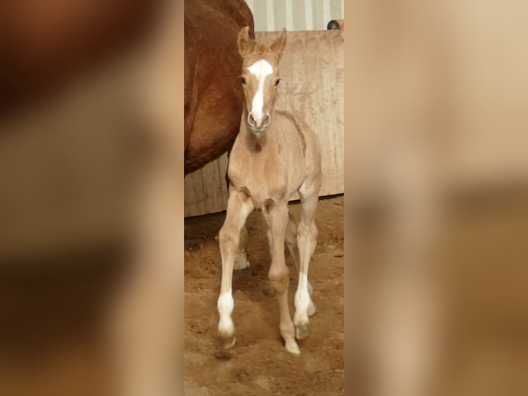 Más caballos centroeuropeos Yegua  168 cm Palomino in Borgentreich