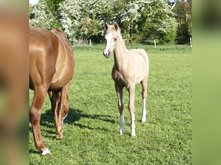 Más caballos centroeuropeos Yegua  168 cm Palomino in Borgentreich