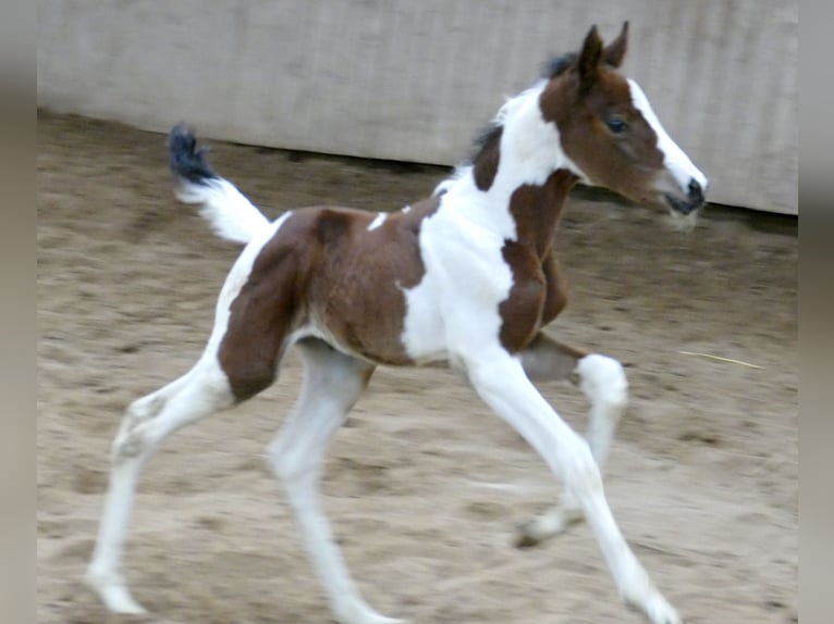 Más caballos centroeuropeos Yegua Potro (03/2024) 168 cm Pío in Borgentreich