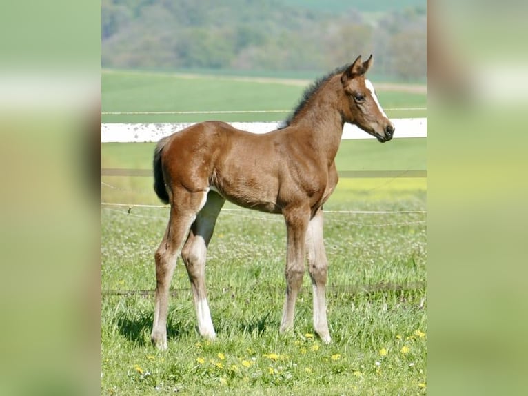Más caballos centroeuropeos Yegua Potro (04/2026) 170 cm Castaño in Borgentreich