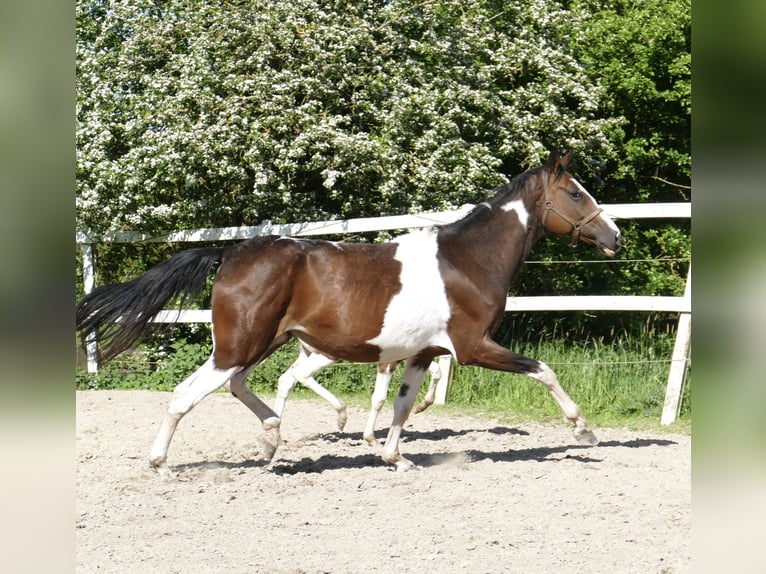 Más caballos centroeuropeos Yegua Potro (04/2024) 170 cm Pío in Borgentreich