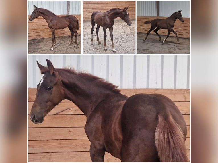 Más caballos centroeuropeos Yegua Potro (05/2026) Alazán-tostado in Den Ham