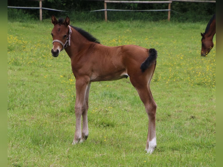 Más caballos centroeuropeos Yegua  in Friedeburg Reepsholt, Hoheesche