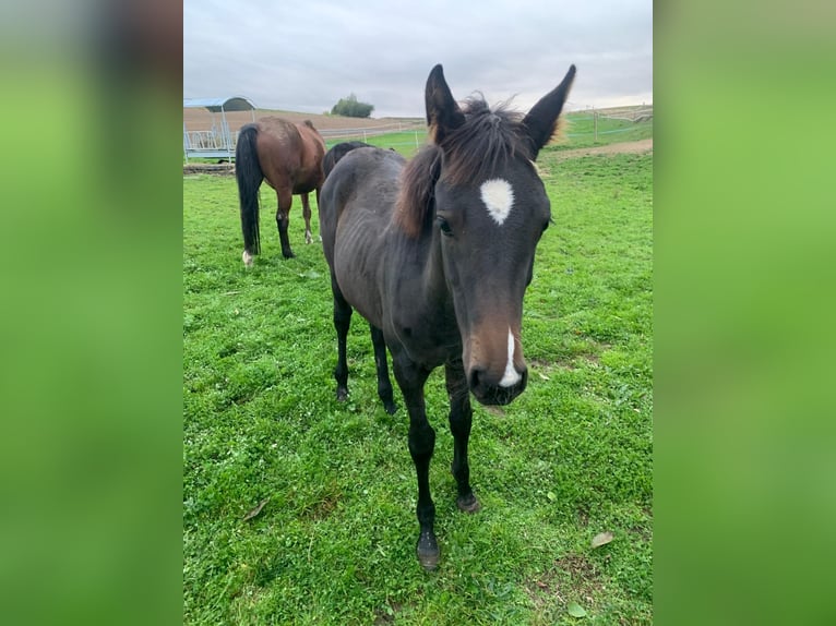 Más caballos centroeuropeos Yegua  Castaño oscuro in Puch