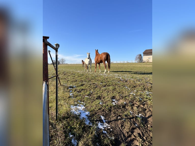 Más caballos de pura sangre Caballo castrado 10 años 163 cm Alazán in Beratzhausen