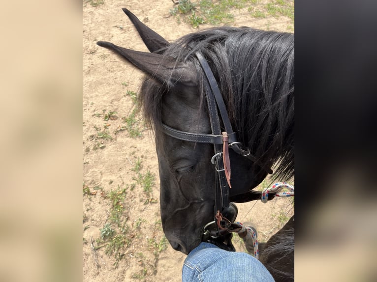 Más caballos de pura sangre Mestizo Caballo castrado 10 años 163 cm Negro in Aurora