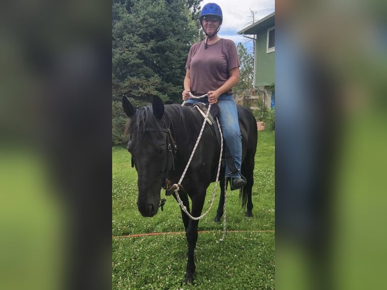 Más caballos de pura sangre Mestizo Caballo castrado 10 años 163 cm Negro in Aurora