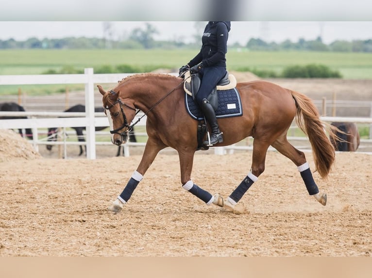 Más caballos de pura sangre Caballo castrado 10 años 165 cm Alazán in Poznań