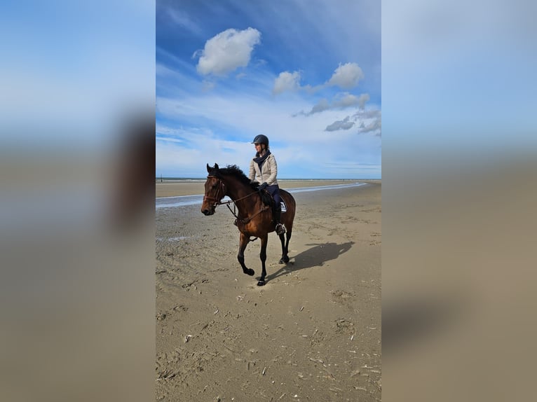 Más caballos de pura sangre Caballo castrado 10 años 165 cm Castaño in Anzegem