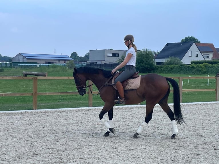 Más caballos de pura sangre Caballo castrado 10 años 165 cm Castaño in Anzegem