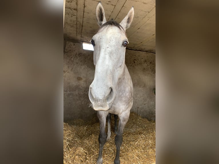 Más caballos de pura sangre Caballo castrado 10 años 167 cm Tordo in plonevez du faou