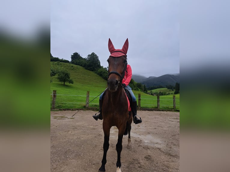 Más caballos de pura sangre Caballo castrado 10 años 170 cm Castaño in Molln