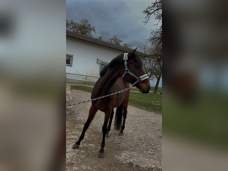 Más caballos de pura sangre Caballo castrado 10 años 172 cm Castaño in Pennewang