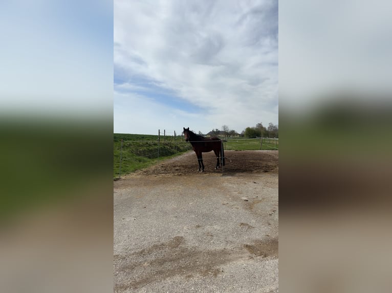 Más caballos de pura sangre Caballo castrado 10 años 172 cm Castaño in Pennewang