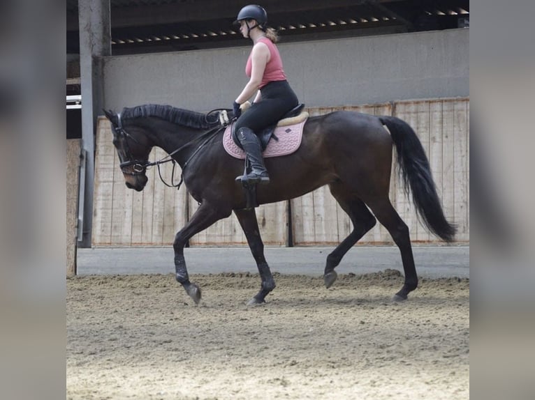 Más caballos de pura sangre Caballo castrado 10 años 180 cm Castaño oscuro in Liège