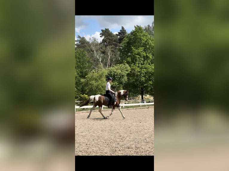 Más caballos de pura sangre Mestizo Caballo castrado 11 años 150 cm Pío in Rüdersdorf bei Berlin