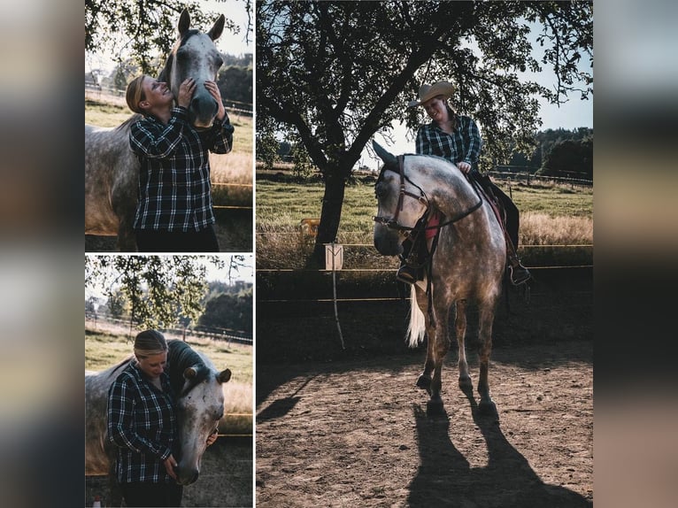 Más caballos de pura sangre Caballo castrado 11 años 155 cm Tordo in Großolbersdorf