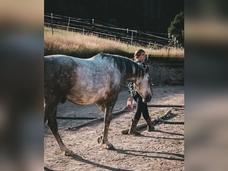 Más caballos de pura sangre Caballo castrado 11 años 155 cm Tordo in Großolbersdorf