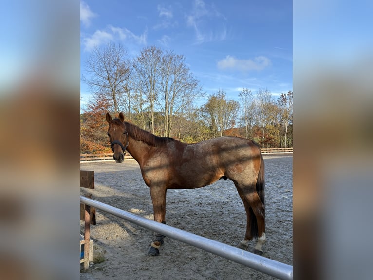 Más caballos de pura sangre Caballo castrado 11 años 165 cm Alazán in Schmallenberg