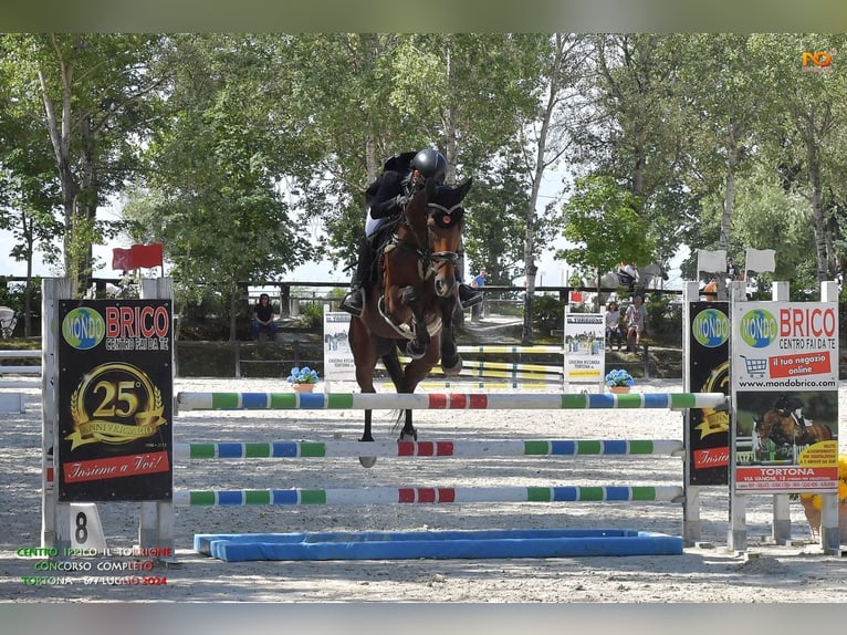 Más caballos de pura sangre Caballo castrado 11 años 167 cm Castaño in Merate(LC)