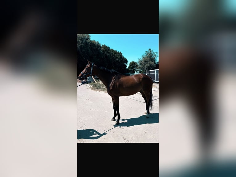 Más caballos de pura sangre Caballo castrado 11 años 170 cm  in Berendrecht