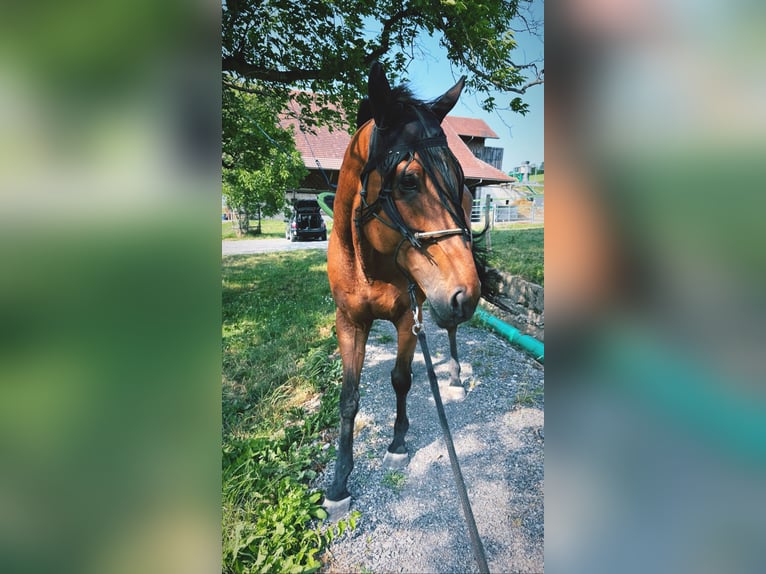 Más caballos de pura sangre Caballo castrado 11 años 170 cm Castaño in Hagendorn