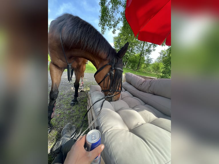 Más caballos de pura sangre Caballo castrado 11 años 170 cm Castaño in Hagendorn