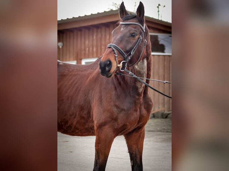 Más caballos de pura sangre Caballo castrado 12 años 165 cm Castaño in Blankenheim