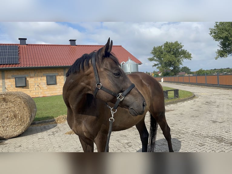 Más caballos de pura sangre Caballo castrado 12 años 165 cm Castaño oscuro in Żórawina
