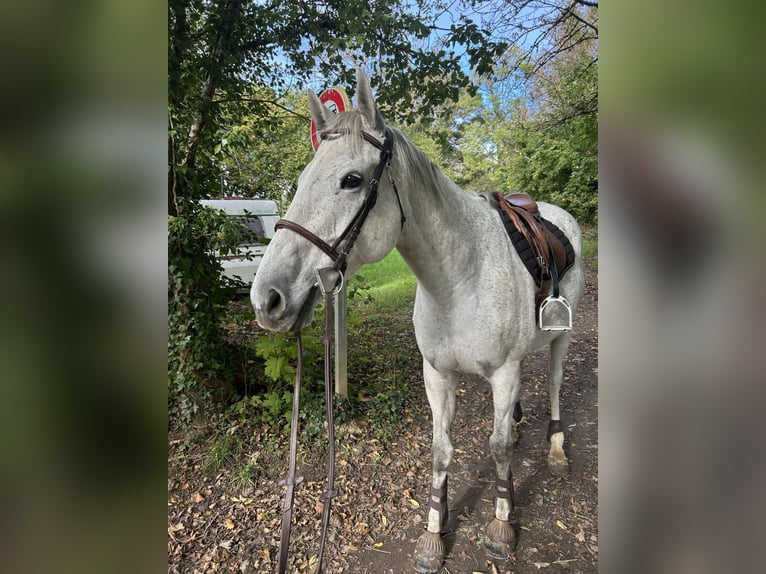 Más caballos de pura sangre Caballo castrado 12 años 165 cm Tordo in Limoges