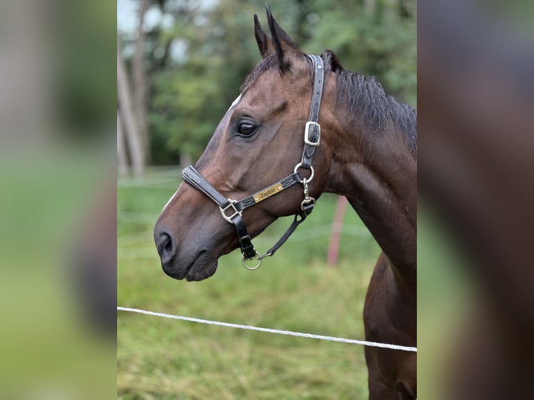 Más caballos de pura sangre Caballo castrado 13 años 160 cm Castaño oscuro in Ballrechten-Dottingen