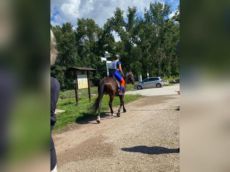 Más caballos de pura sangre Caballo castrado 13 años 160 cm Castaño oscuro in Ballrechten-Dottingen