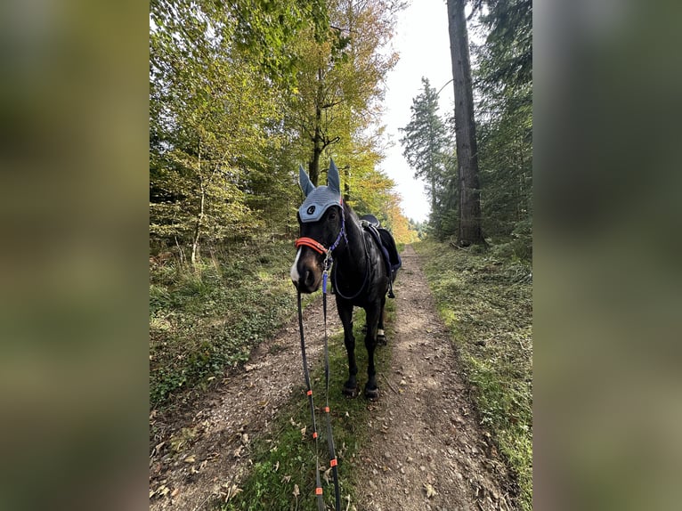 Más caballos de pura sangre Caballo castrado 13 años 160 cm Castaño oscuro in Ballrechten-Dottingen