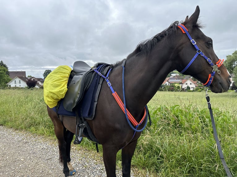 Más caballos de pura sangre Caballo castrado 13 años 160 cm Castaño oscuro in Ballrechten-Dottingen